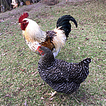 Cock and hen walk side by side.