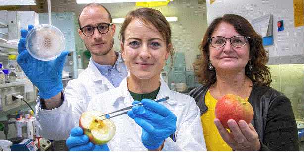 Die drei Forscher im Laobr zeigen einen Apfel, einen aufgeschnittenen Apfel und einen Pilz auf Agarplatte gewachsen
