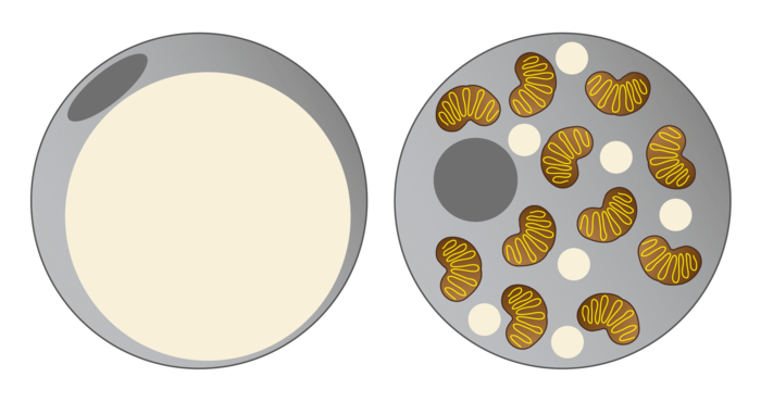 Grafische Abbildung einer weißen und einer braunen Fettzelle.