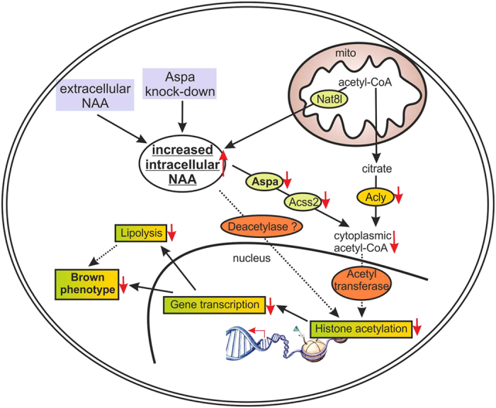 Schema des NAA-Signalweges in einer braunen Fettzelle.
