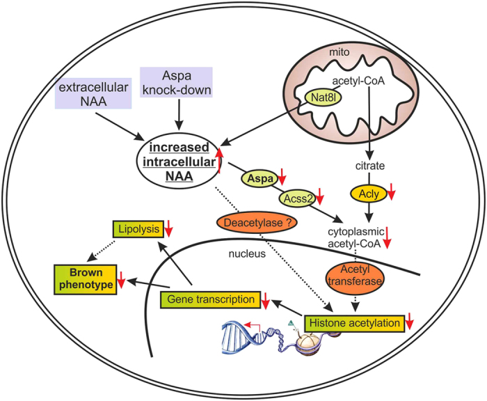 © 2016 Prokesch et al. Sci Rep. 6:23723. doi: 10.1038/srep23723 Schema des NAA-Signalweges in einer braunen Fettzelle.