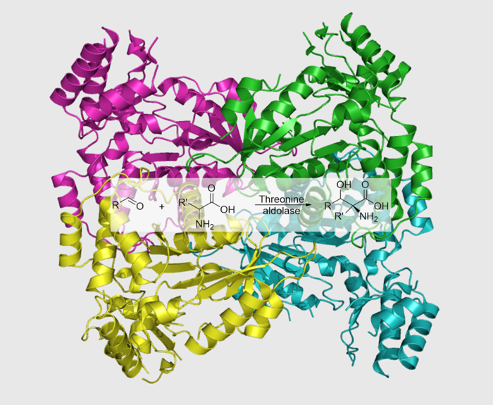 © Kateryna Lypetska - TU Graz Graphic of a threonine aldolase