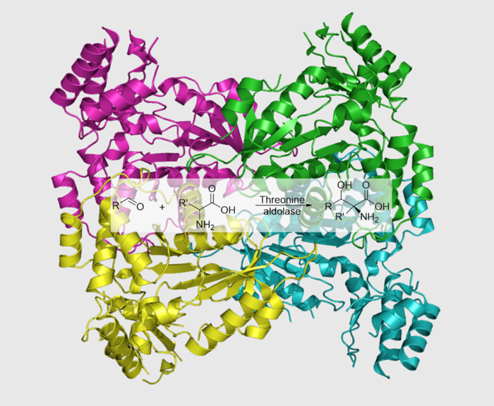 Graphic of a threonine aldolase