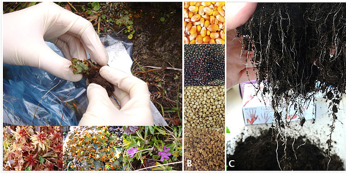 © TU Graz/Zachow 3-part figure about taking samples of material from extreme locations (A) microorganisms from mosses, lichens and Alpine primroses are attached to the seeds (B). Bacteria which protect the plant against pests and environmental stress are isolated from the roots of the treated maize, rapeseed, sorghum and sugar beet.
