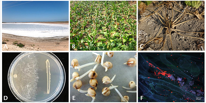 Sechsteilige Abbildung: Stressfaktoren versalzte Böden (A) und Trockenheitssymptome bei Zuckerrübe (B + C). D) Antagonistische Aktivität von einem Bakterium (rechts) gegen den Schaderreger Rhizoctonia solani (links). E) Keimung von Sorghum-Samen und (F) Besiedelung von Zuckerrübenwurzel mit Pseudomonas (rot) und Serratia (blau).