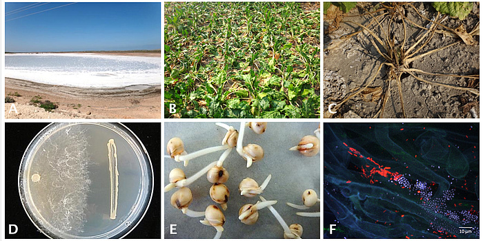 © TU Graz/Zachow Six-part figure: Stress factors salinized soils (A) and drought symptoms in the case of sugar beet (B + C). D) Antagonistic activity by a bacterium (right) against the pathogen Rhizoctonia solani (left). E) Germination of sorghum seeds, and (F) Colonisation of sugar beet root with Pseudomonas (red) and Serratia (blue).