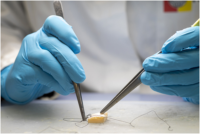 Two hands wearing blue gloves are preparing a sample with black string.