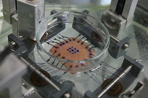 Ein Stück biologisches Gewebe ist in einer Maschine eingespannt, um sie zu prüfen.