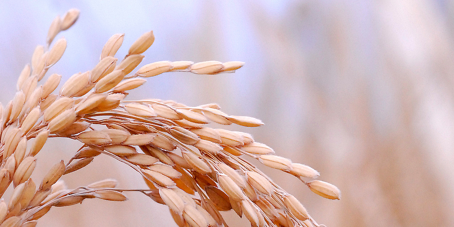 Rice panicle