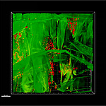 Brassica napus, Kolonisierung der Wurzeln und der Phyllosphäre durch biologische Pflanzenschutzmittel während gnobiotschen Samenkeimexperimenten