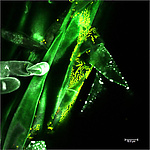 Brassica napus, Roots and phyllosphere colonized by biological control agents applied during gnotobiotic seed germination experiments