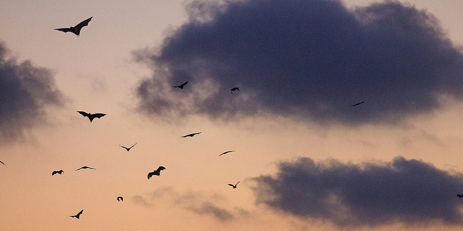 Sunset sky with a swarm of bats