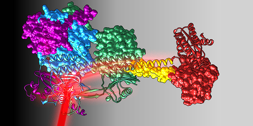 Schematic representation of the illumination of the sensor domain of a photo-receptor and the molecular propagation of the light signal to the effector