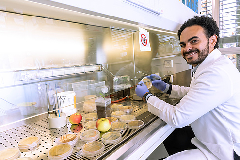 Researcher working on a light bank with apples and petri dish 