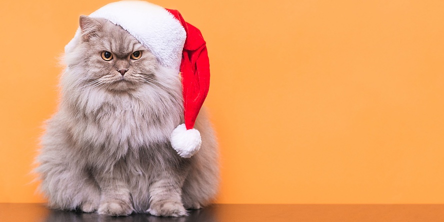 fluffy grey cat wearing a Christmas hat against an orange background