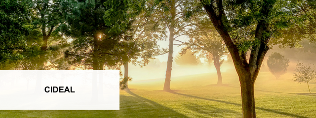 A misty morning in a sunlit grove of trees with the text "CIDEAL" in a white box in the bottom left corner.