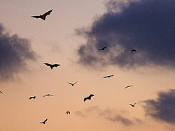 Sunset sky with a swarm of bats