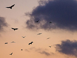 Sunset sky with a swarm of bats
