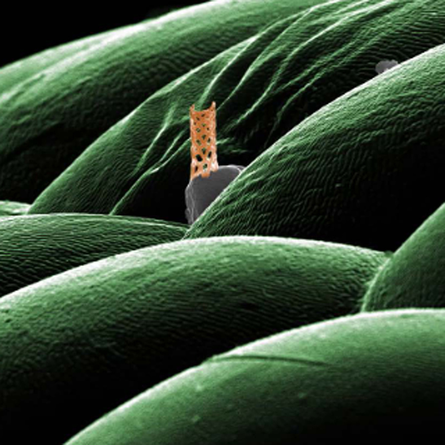 3D-Nanoprinting auf einem Wespenauge