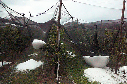 Eine mit einem Hagelnetz umspannte Obstplantage, Hagelkörner wurden im Netz aufgefangen