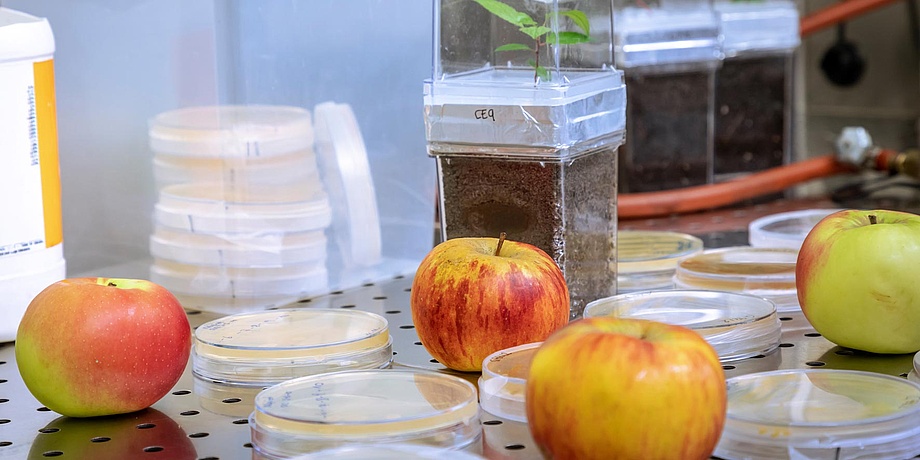 Äpfel und Petrischalen in Laborumgebung