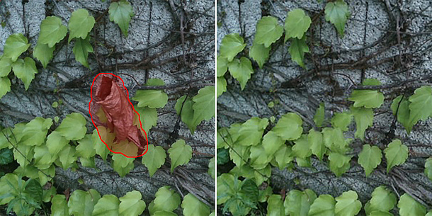 Zwei Bilder sind nebeneinander, auf dem grüne Blätter zu sehen sind, die an einer Wand entlang wachsen. Auf dem linken Bild ist ein braunes Blatt mit einer roten Umrandung markiert, auf dem rechten Bild fehlt dieses markierte Blatt und der Platz wurde mit grünen Blättern gefüllt.