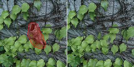 There are two pictures next to each other showing green leaves growing along a wall. On the left-hand picture, a brown leaf is marked with a red border; on the right-hand picture, this marked leaf is missing and the space has been filled with green leaves.