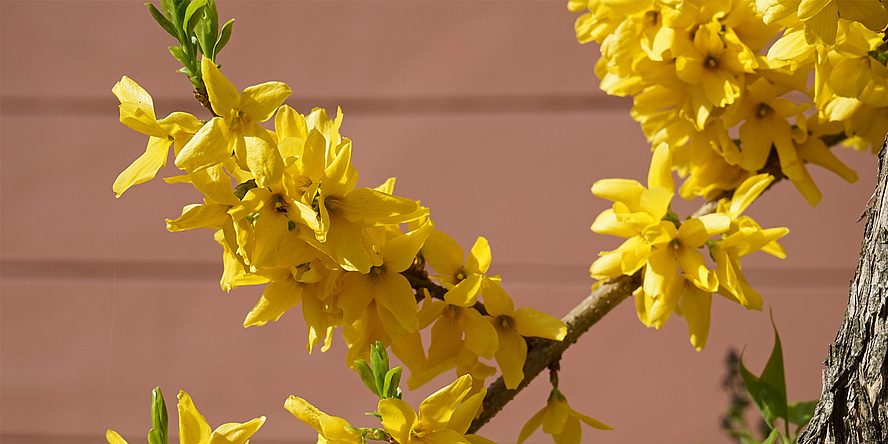 Gelbe Blüten vor roter Hauswand