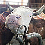 Cow in barn.