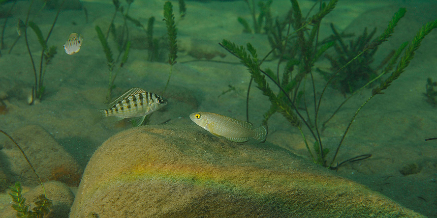 Two cichlids in the water in front of green aquatic plants and stones. The left cichlid is black and white cross-striped. The right cichlid is grey with light dots and has an elongated body.