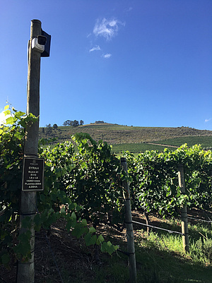 Vineyard in fine weather 