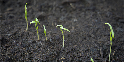 Several small plants in black soil.