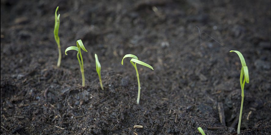 Several small plants in black soil.