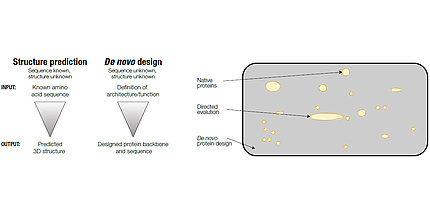 Figure 1: (Left:) Differences in structure prediction and de novo protein design. (Right:) Illustrative representation of protein sequence space (grey). Sequence analysis of native proteins shows that tight clusters of protein families can be identified (beige).