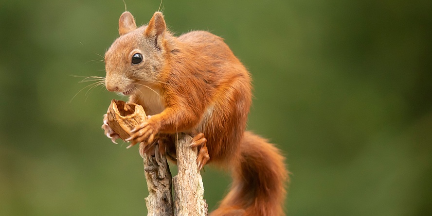 Squirrel with nut 