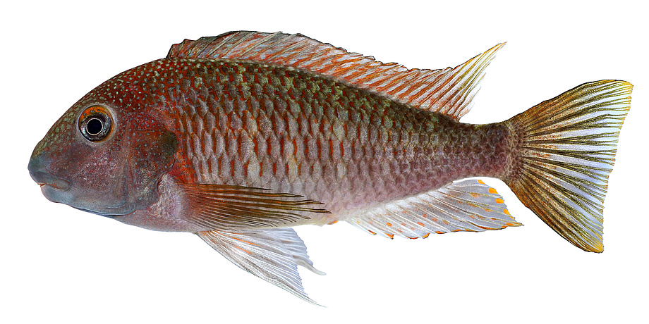 cichlid 