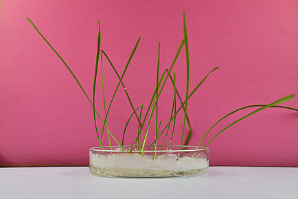 Young plants with long, thin shoots grow in a planting tray filled with fine plastic particles.