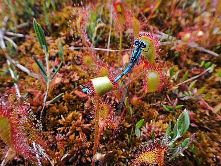 Aufnahme eines kleinen, schilllernden Insekts.