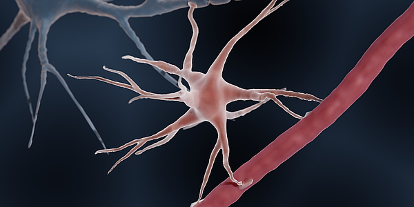 Image of astrocytes in brain tissue.