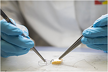 Close-up of two hands in rubber gloves sewing a piece of organic material with two tweezers.