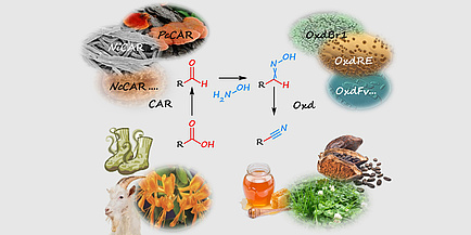 A chemical formula for the cyanide-free production of nitriles framed by pictures for the graphic representation of the components.