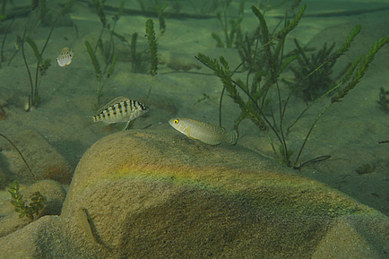 Two cichlids in the water in front of green aquatic plants and stones. The left cichlid is black and white cross-striped. The right cichlid is grey with light dots and has an elongated body.