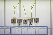 Close-up of five test tubes with young plant shoots.
