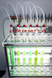A brightly lit glass box contains individual glass tubes filled with liquids of different shades of green.