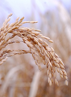 Rice panicle