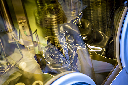 Two hands in rubber gloves are holding a tray containing organic solar cells.