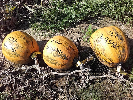 Three oil pumpkins in a field 