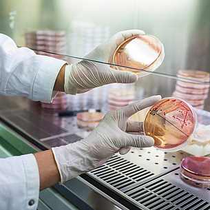 Zwei Petrischalen mit rötlichen Substanzen. Bildquelle: Grumet - BioTechMed