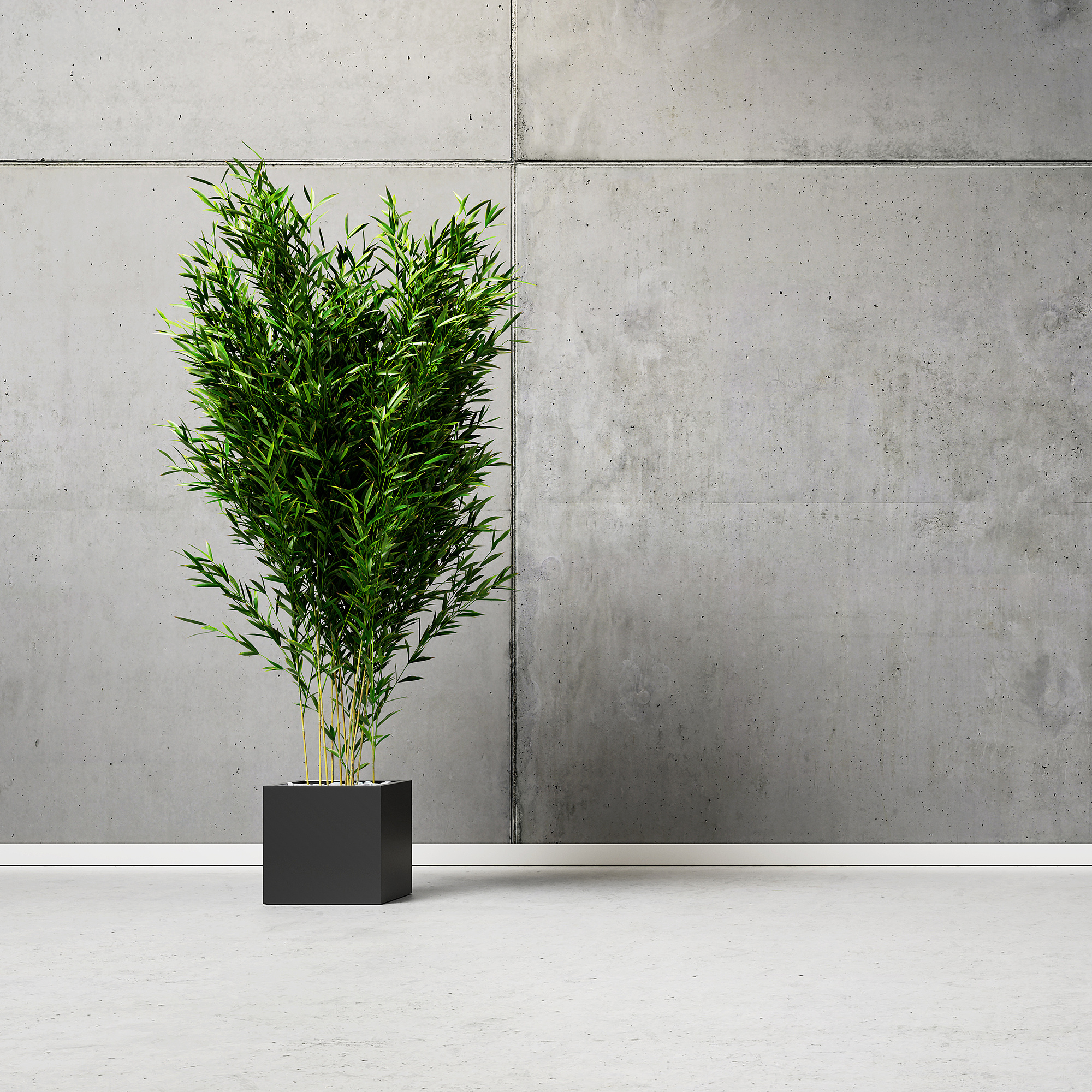 Eine Pflanze steht vor einer grauen Betonwand.