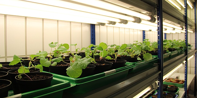 A row of little plants in pots with daylight lamps